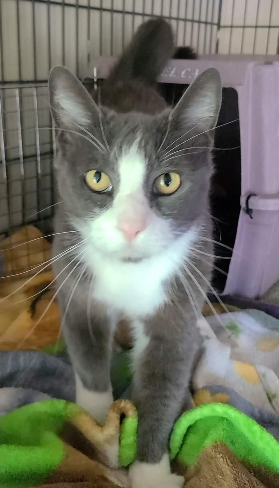 Amy, a Adopted Domestic Short Hair in Woodland, CA image 2/2