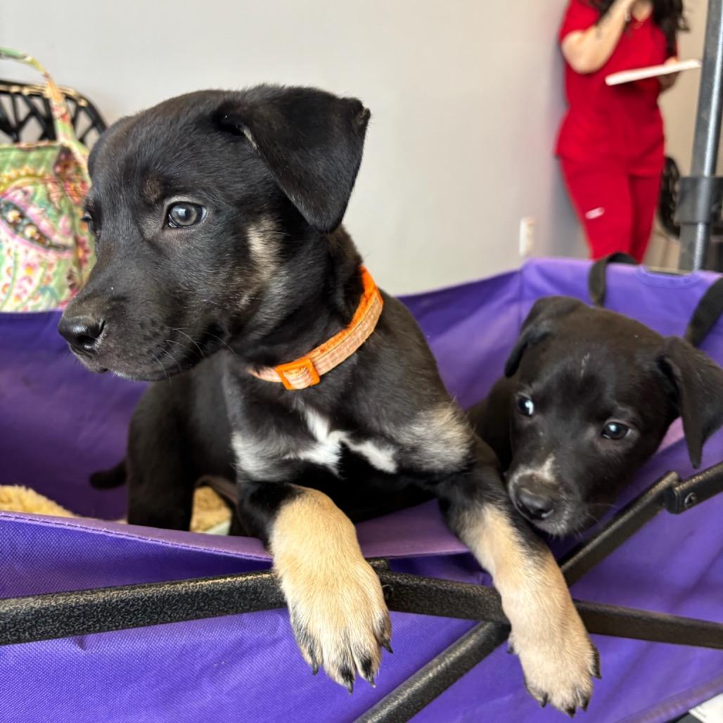 Floki, Adoptable, Puppy Male American Staffordshire Terrier & Mixed Breed.