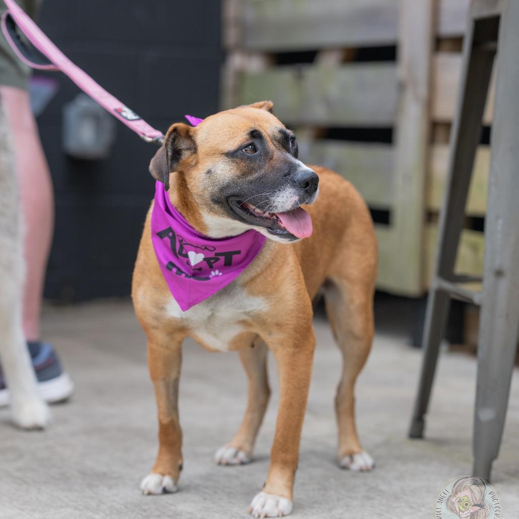 Enlarge Janis, a Adoptable Mixed Breed in Bartlett, TN image 1/6