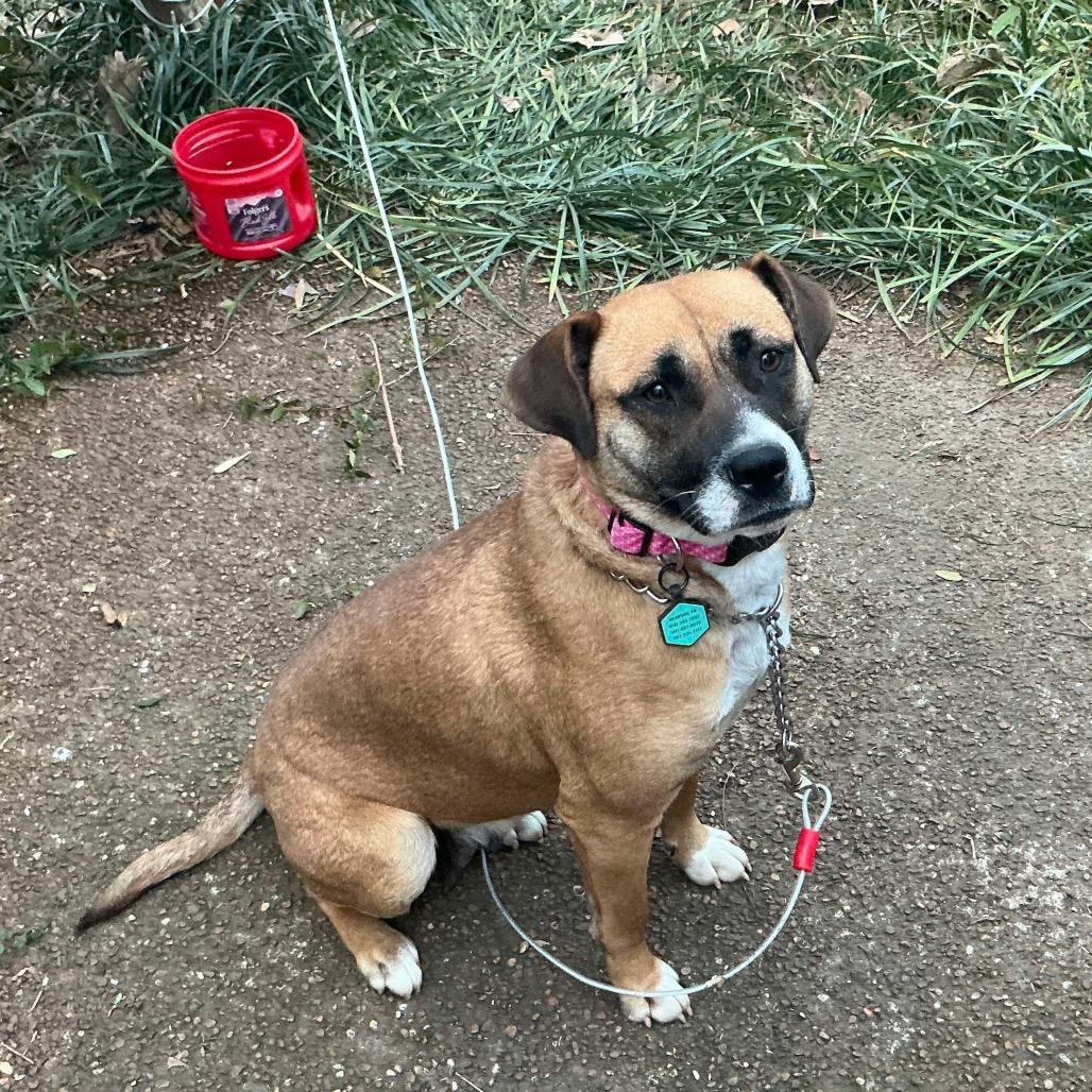 Enlarge Janis, a Adoptable Mixed Breed in Bartlett, TN image 2/6