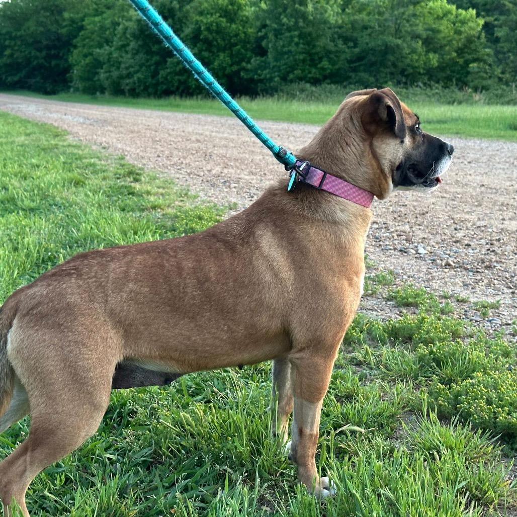 Enlarge Janis, a Adoptable Mixed Breed in Bartlett, TN image 5/6