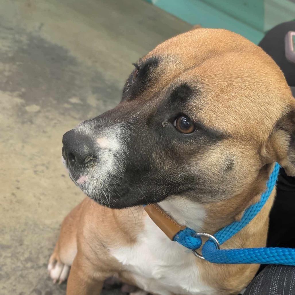 Enlarge Janis, a Adoptable Mixed Breed in Bartlett, TN image 6/6