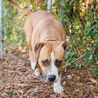 Rubble, Adoptable, Adult Male Mixed Breed & Mixed Breed.