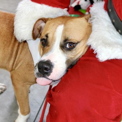 Enlarge Rubble, a Adoptable Mixed Breed in Largo, FL image 2/3