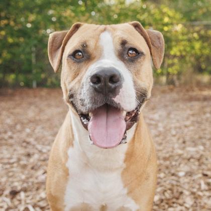 Enlarge Rubble, a Adoptable Mixed Breed in Largo, FL image 3/3