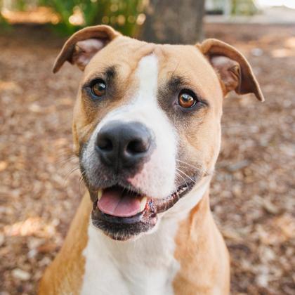 Enlarge Rubble, a Adoptable Mixed Breed in Largo, FL image 3/3