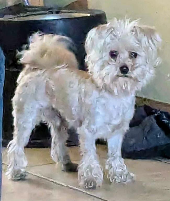 TEDDY, a Adoptable Morkie in Westmont, IL image 4/6