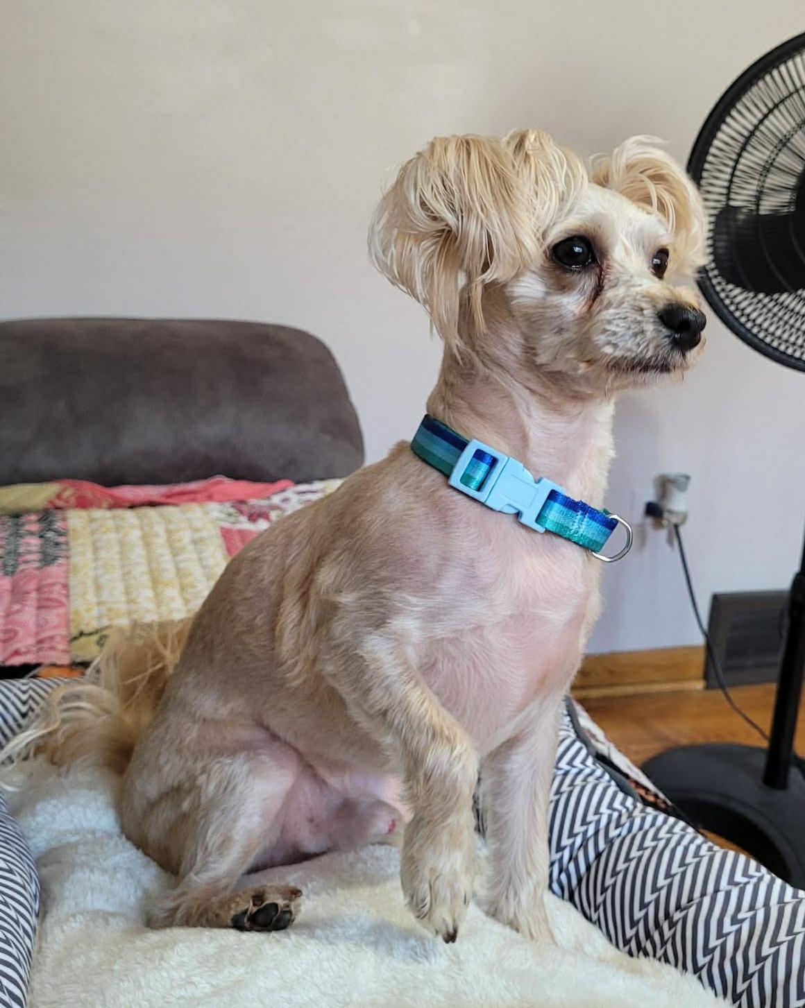 Enlarge TEDDY, a Adoptable Morkie in Westmont, IL image 4/6