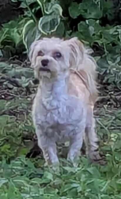 TEDDY, an adoptable Morkie in Westmont, IL, 60559 | Photo Image 4
