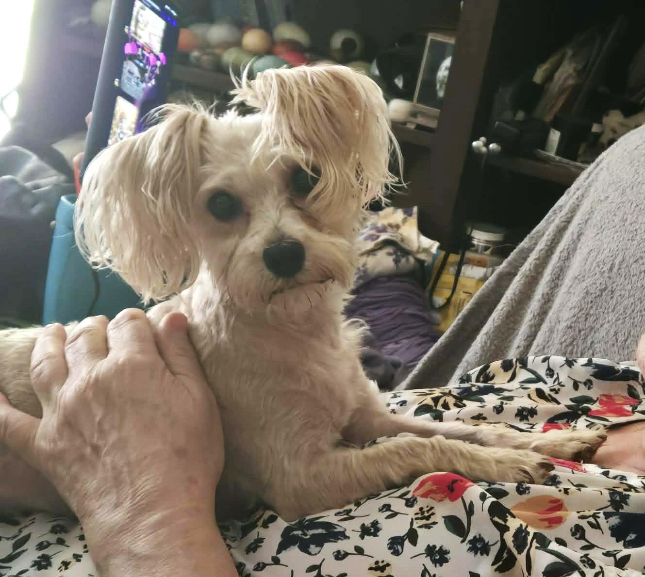 Enlarge TEDDY, a Adoptable Morkie in Westmont, IL image 3/6