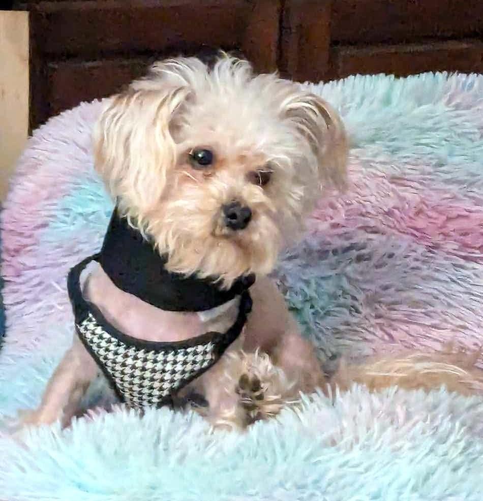TEDDY, a Adoptable Morkie in Westmont, IL image 3/6