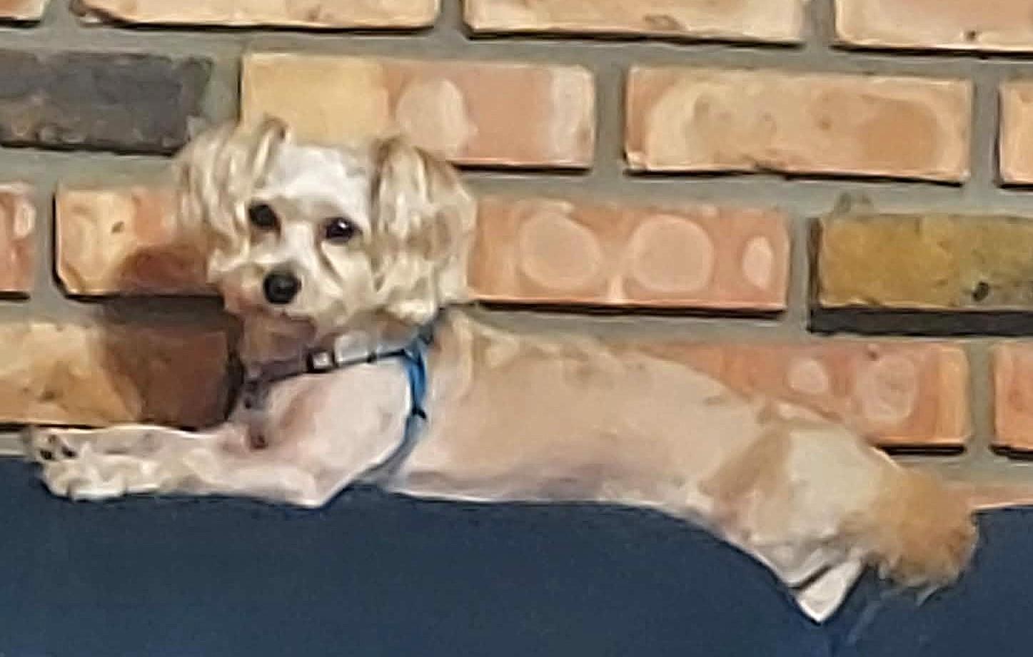 Enlarge TEDDY, a Adoptable Morkie in Westmont, IL image 2/6