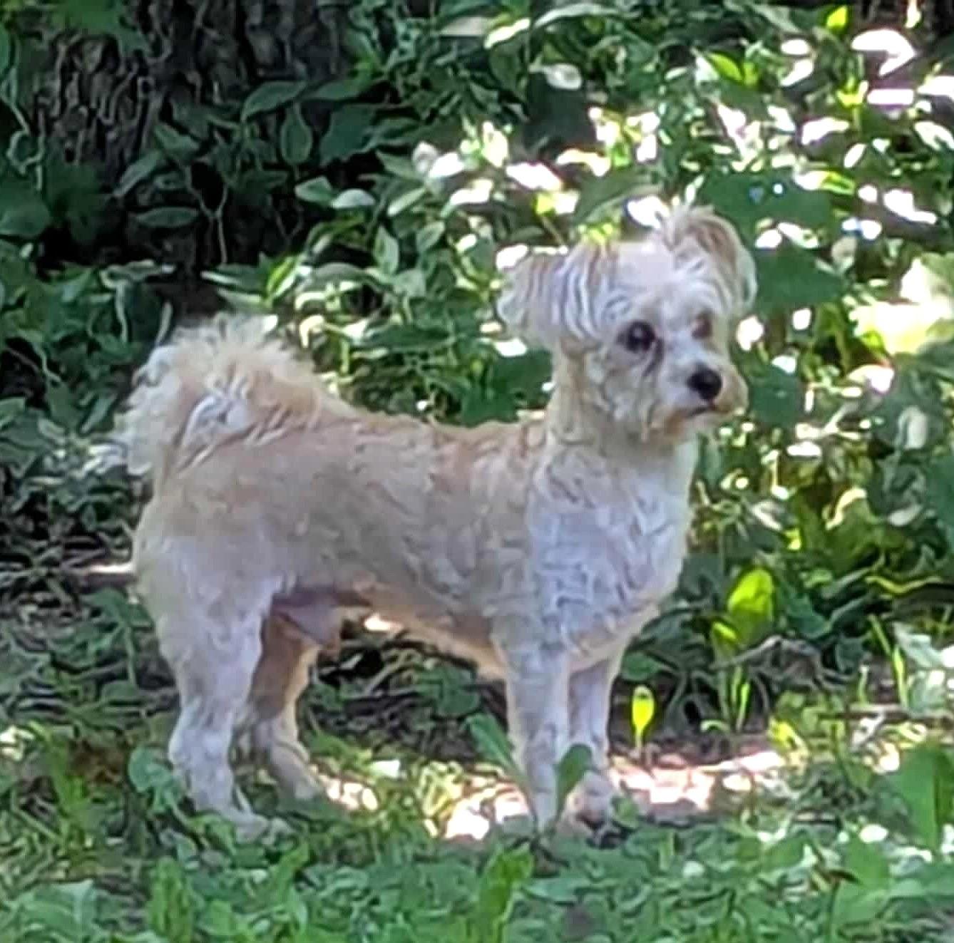 TEDDY, an adoptable Morkie in Westmont, IL, 60559 | Photo Image 2