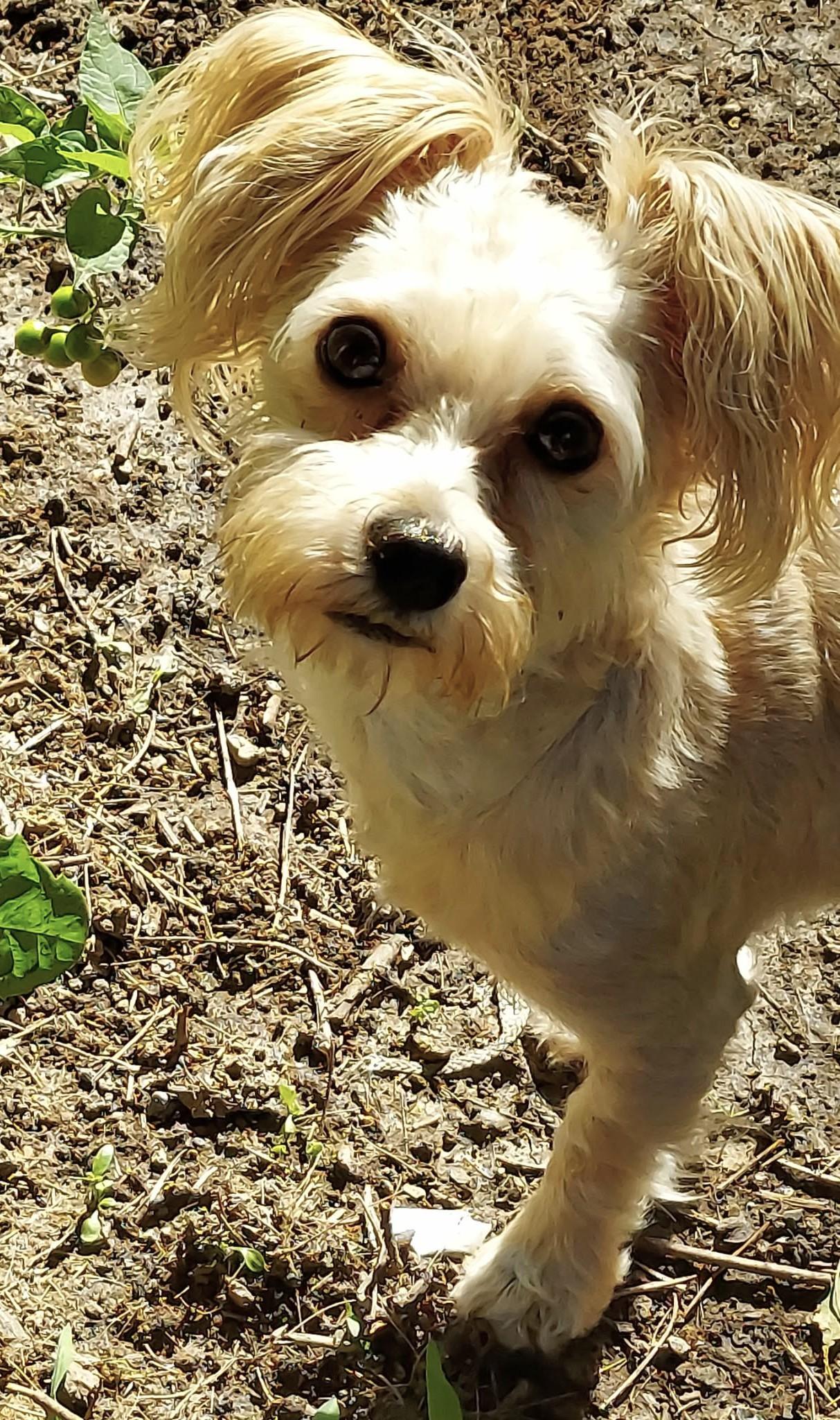 TEDDY, Adoptable, Adult Male Morkie.
