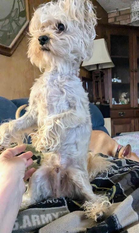 TEDDY, a Adoptable Morkie in Westmont, IL image 5/6