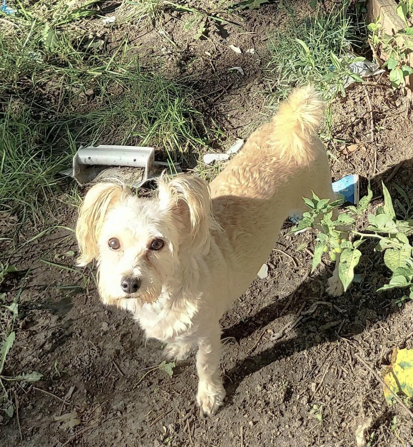 Enlarge TEDDY, a Adoptable Morkie in Westmont, IL image 5/6