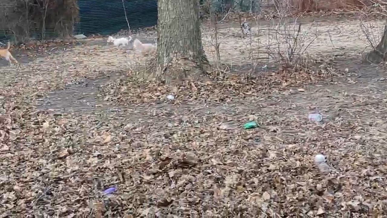 Enlarge TEDDY, a Adoptable Morkie in Westmont, IL video 6/6