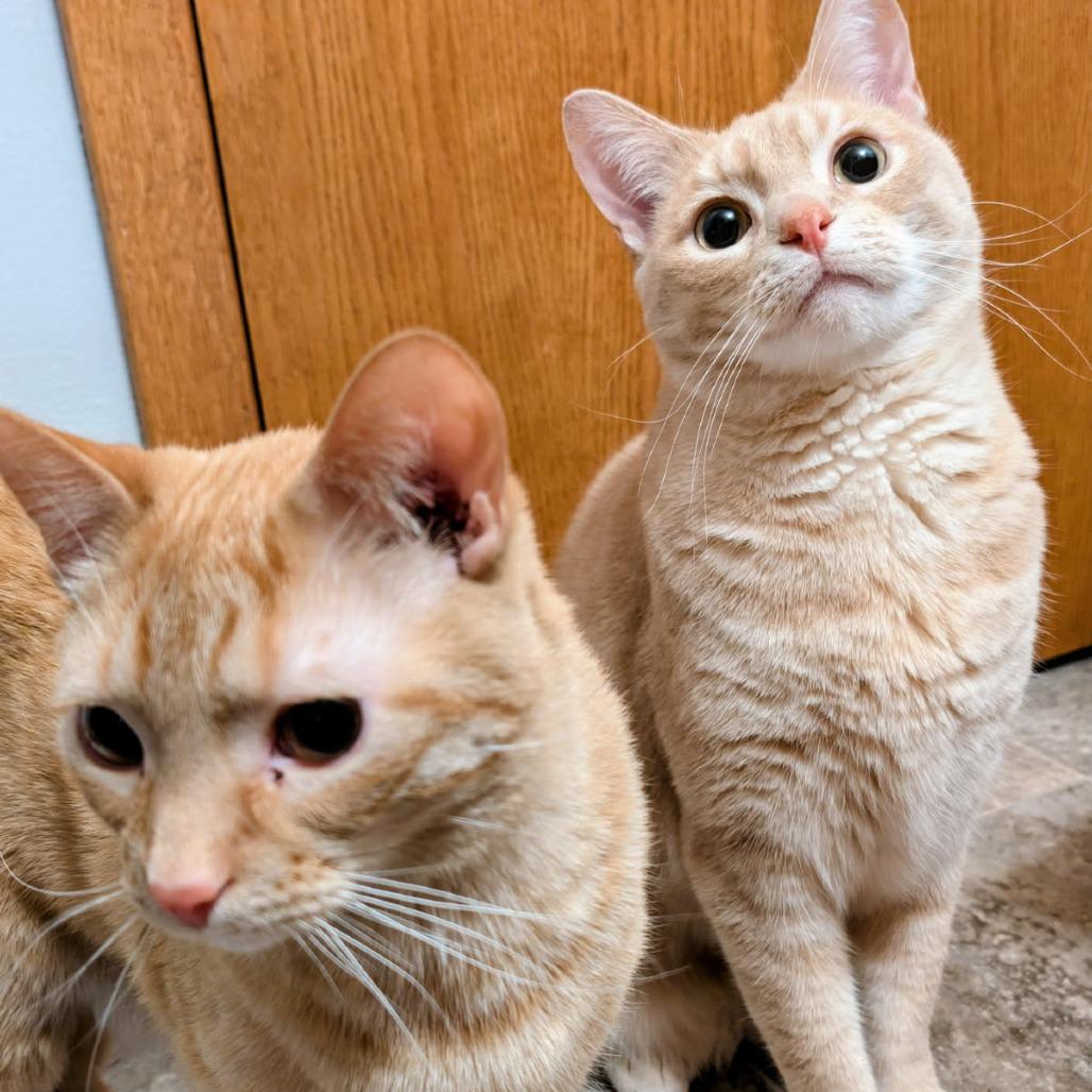 Enlarge Fred, a Adoptable Domestic Short Hair in Rochester, MN image 1/1