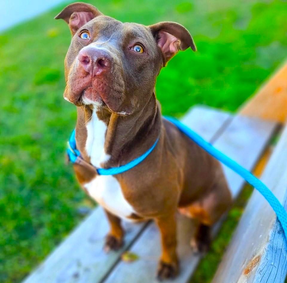 Moosie-Such a Fun Personality