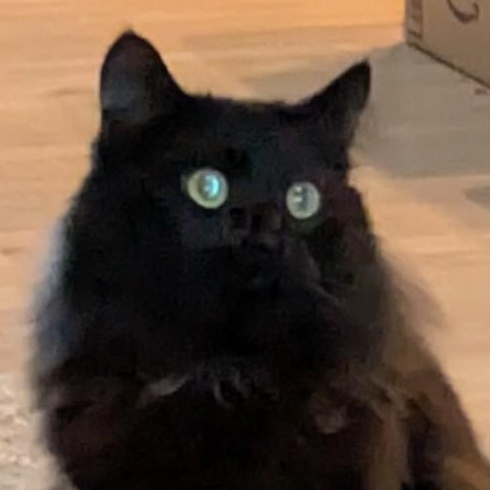 Mister Justice  (MJ), Adoptable, Adult Male Domestic Medium Hair.