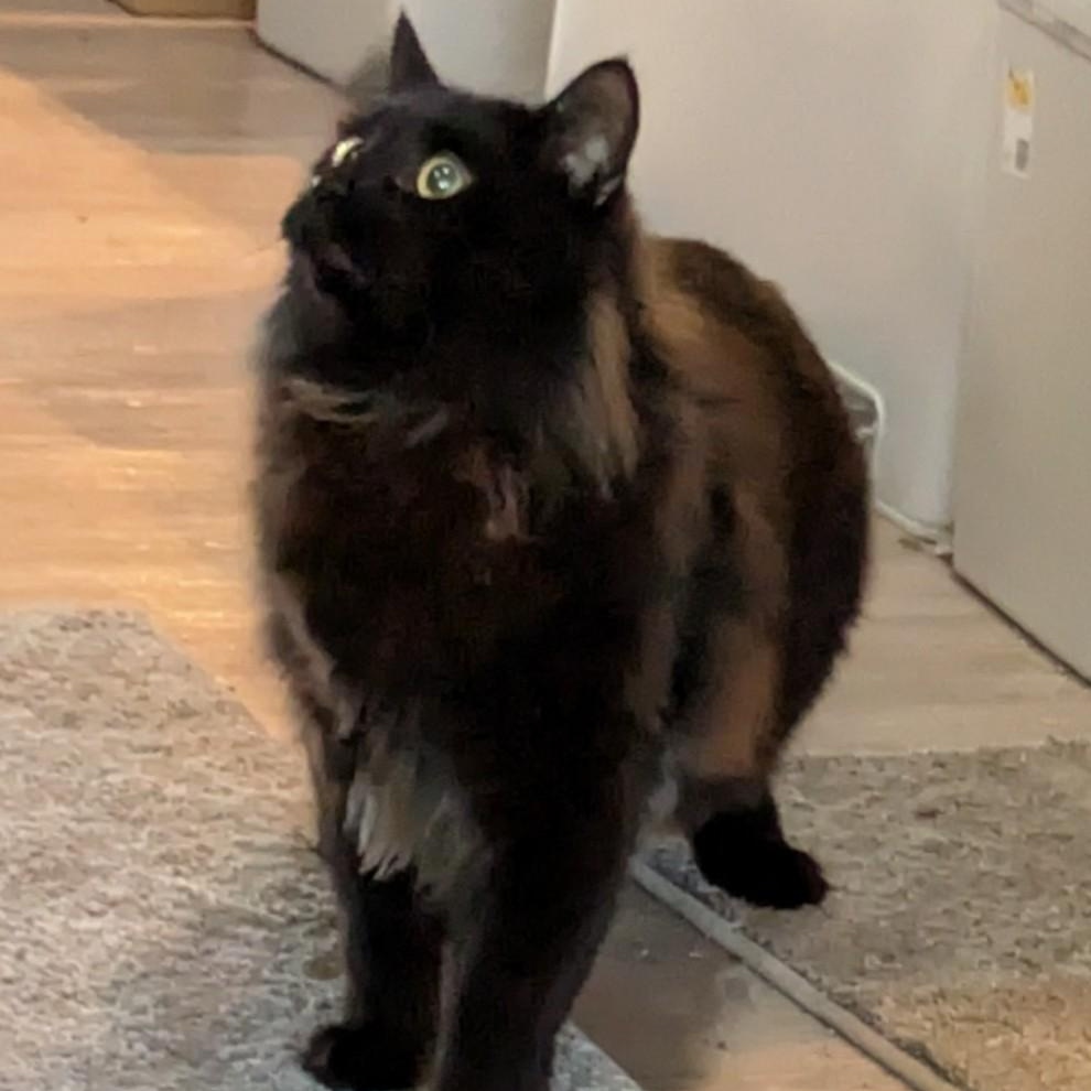 Mister Justice (MJ), a Adoptable mixed breed in Silverton, OR image 2/2