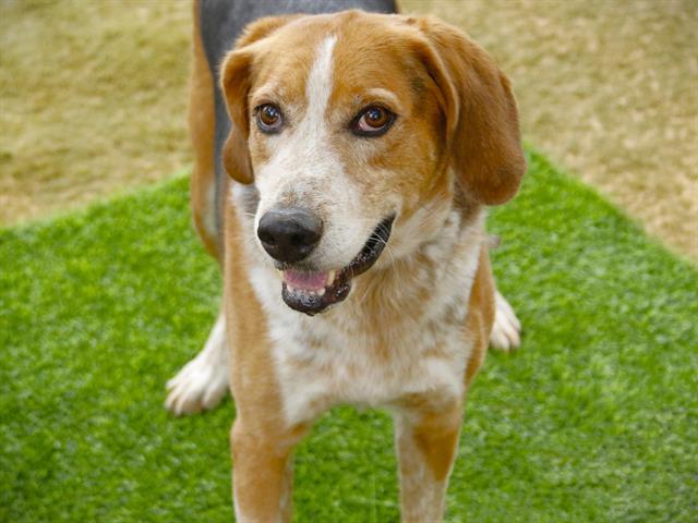 Enlarge CHET, a Adoptable mixed breed in Tallahassee, FL image 1/1