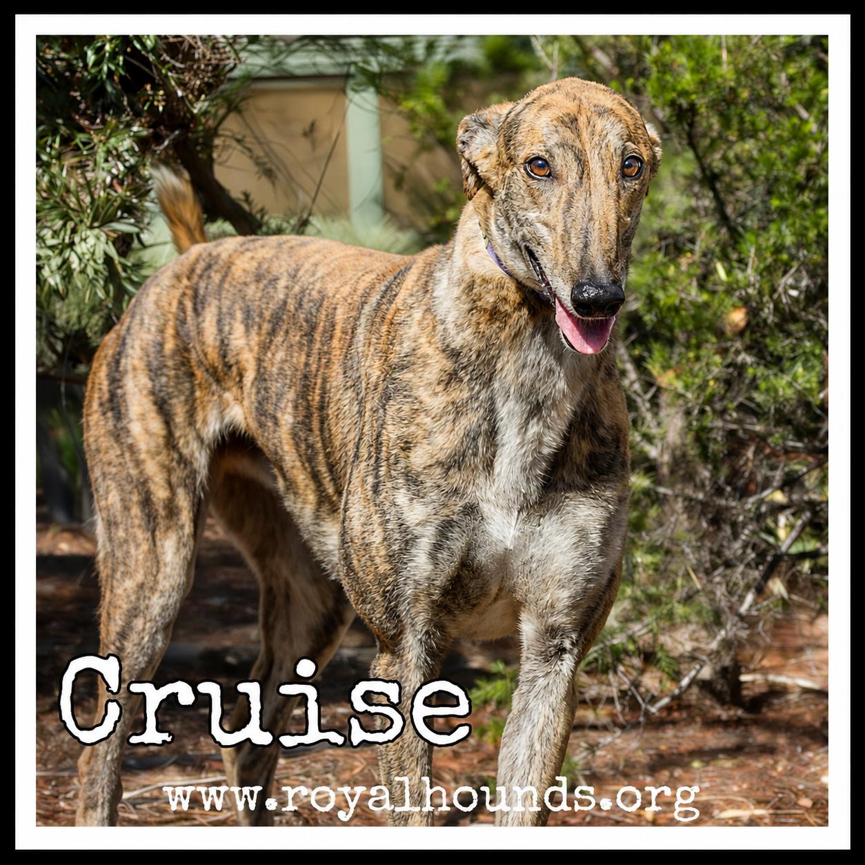 Cruise photo