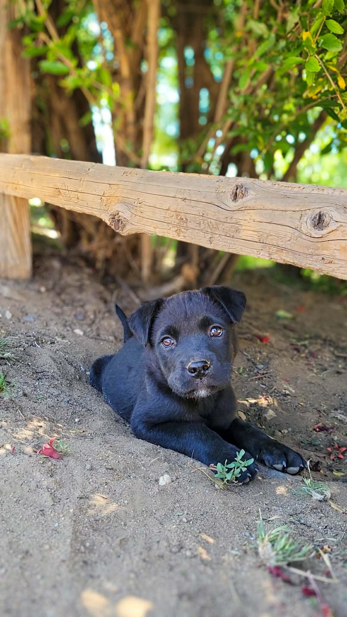 Enlarge Giggles, a ADOPTABLE mixed breed in Temecula, CA image 2/5