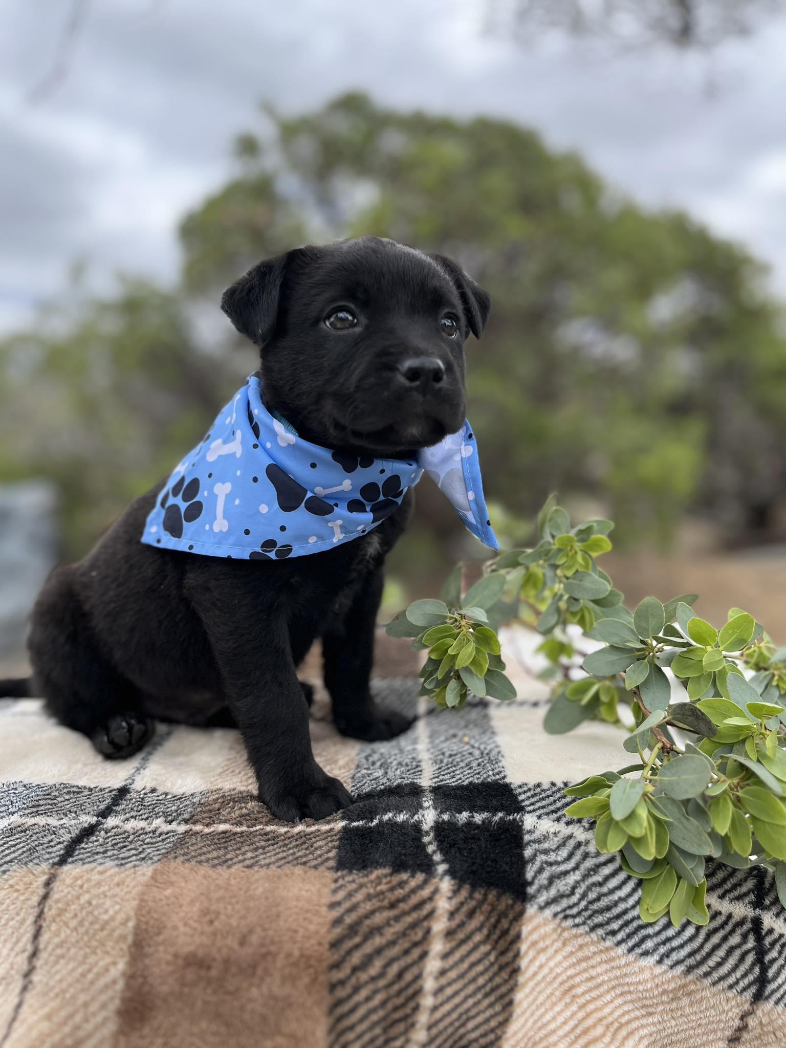 Enlarge Giggles, a ADOPTABLE mixed breed in Temecula, CA image 3/5