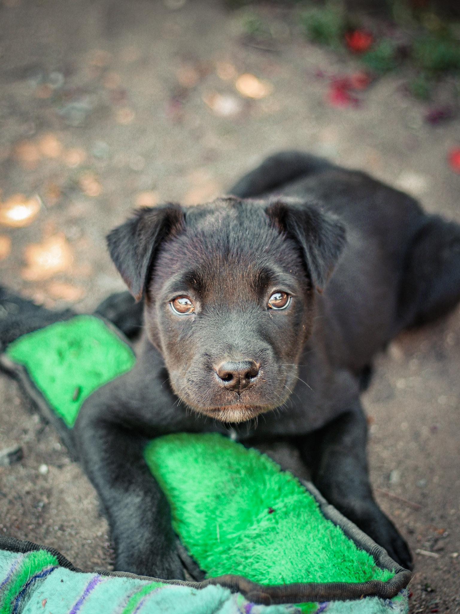 Enlarge Giggles, a ADOPTABLE mixed breed in Temecula, CA image 1/5