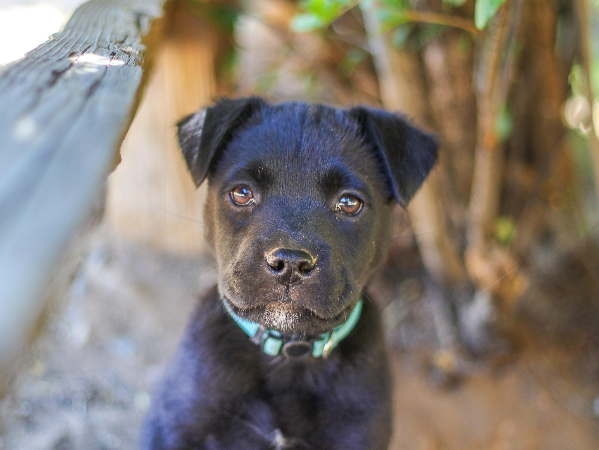 Enlarge Giggles, a ADOPTABLE mixed breed in Temecula, CA image 5/5