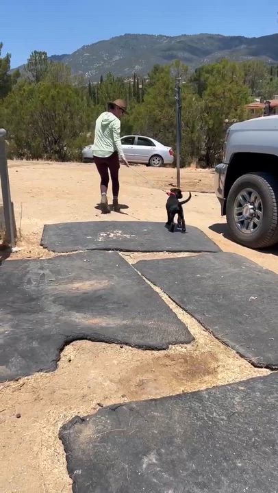 Enlarge Giggles, a ADOPTABLE mixed breed in Temecula, CA video 4/5