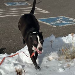 Bocephus — thumbnail 2