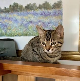 GILLIAN, a Adoptable mixed breed in Niagara on the Lake, ON image 1/3