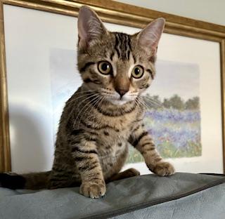 GILLIAN, a Adoptable mixed breed in Niagara on the Lake, ON image 2/3