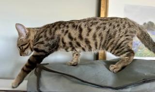 GILLIAN, a Adoptable mixed breed in Niagara on the Lake, ON image 3/3