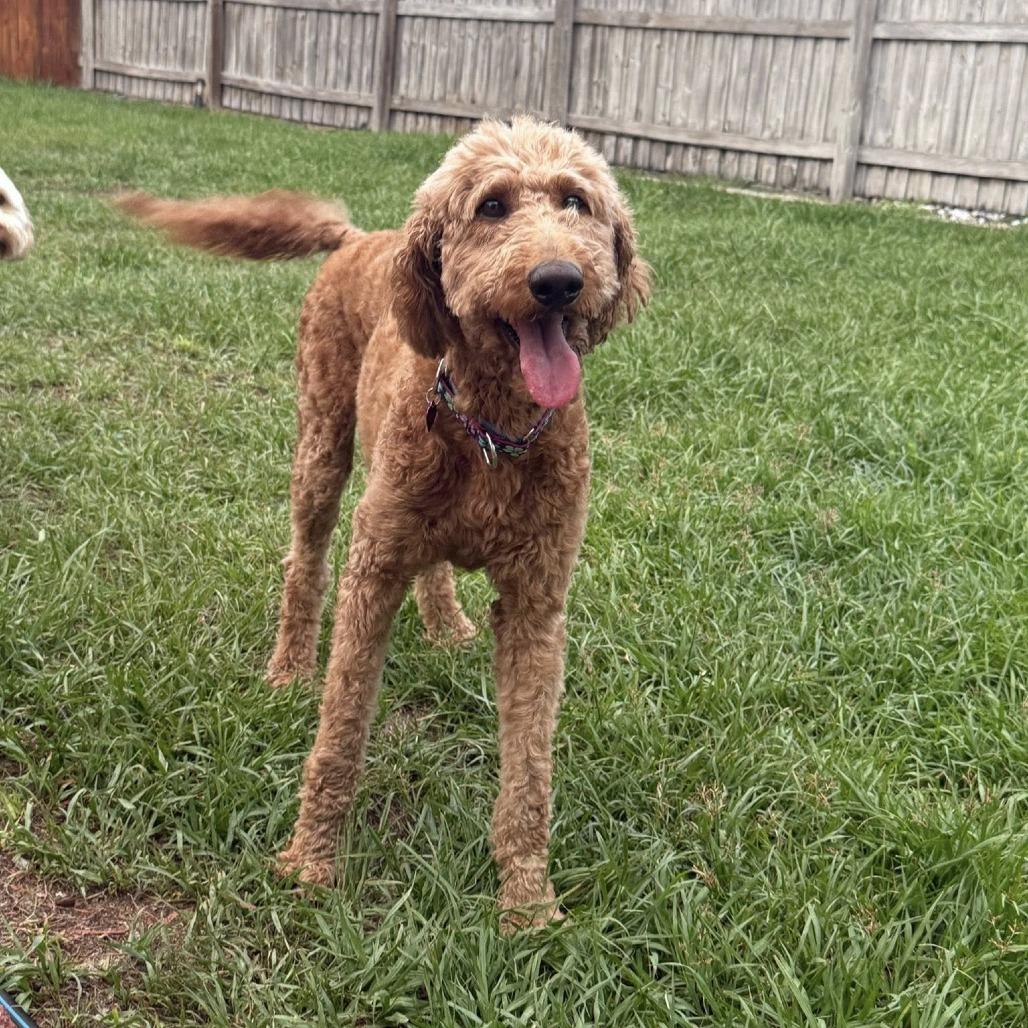 Quinn, a Adoptable mixed breed in Sarasota, FL image 1/6