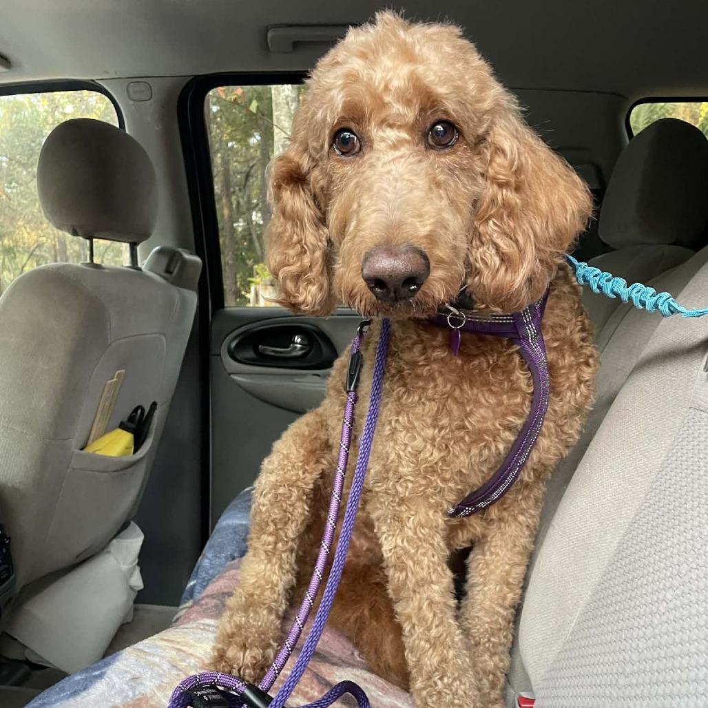 Quinn, a Adoptable mixed breed in Sarasota, FL image 2/6