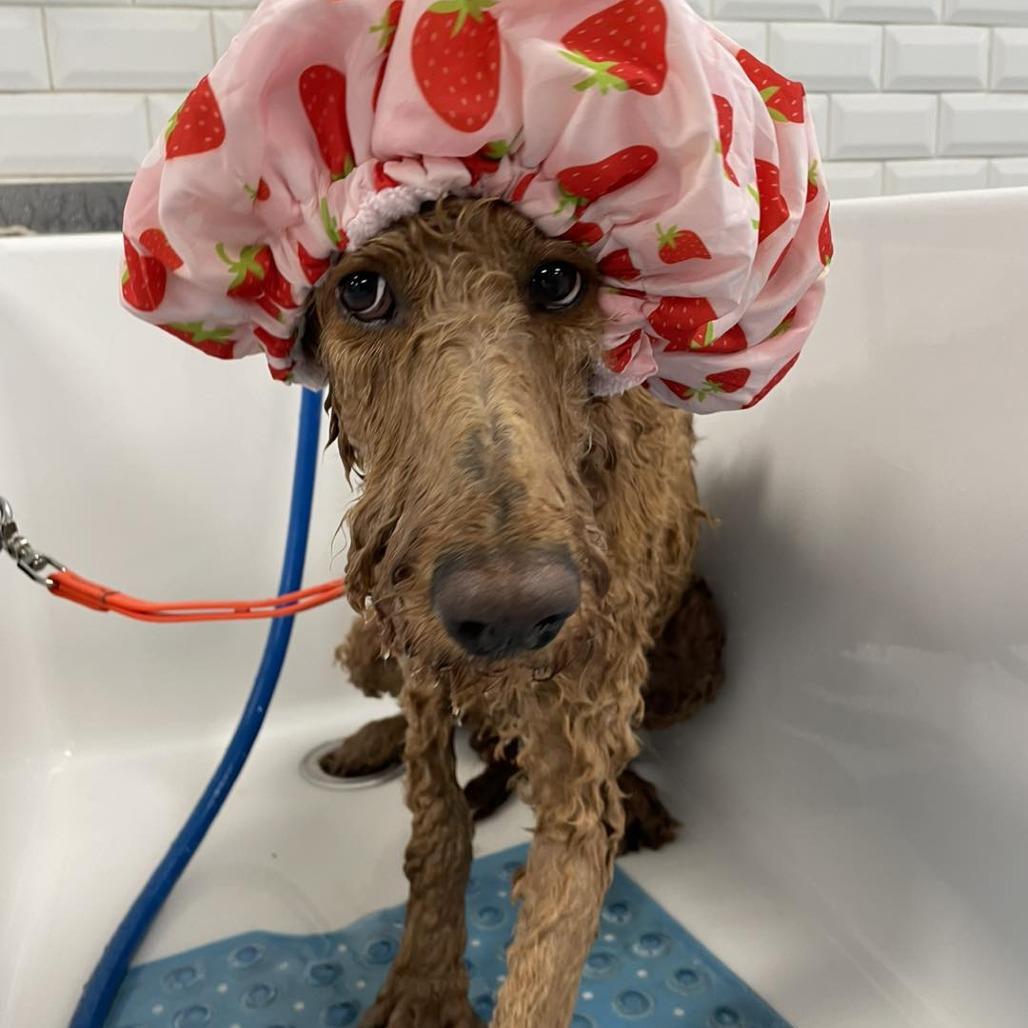 Quinn, a Adoptable mixed breed in Sarasota, FL image 3/6