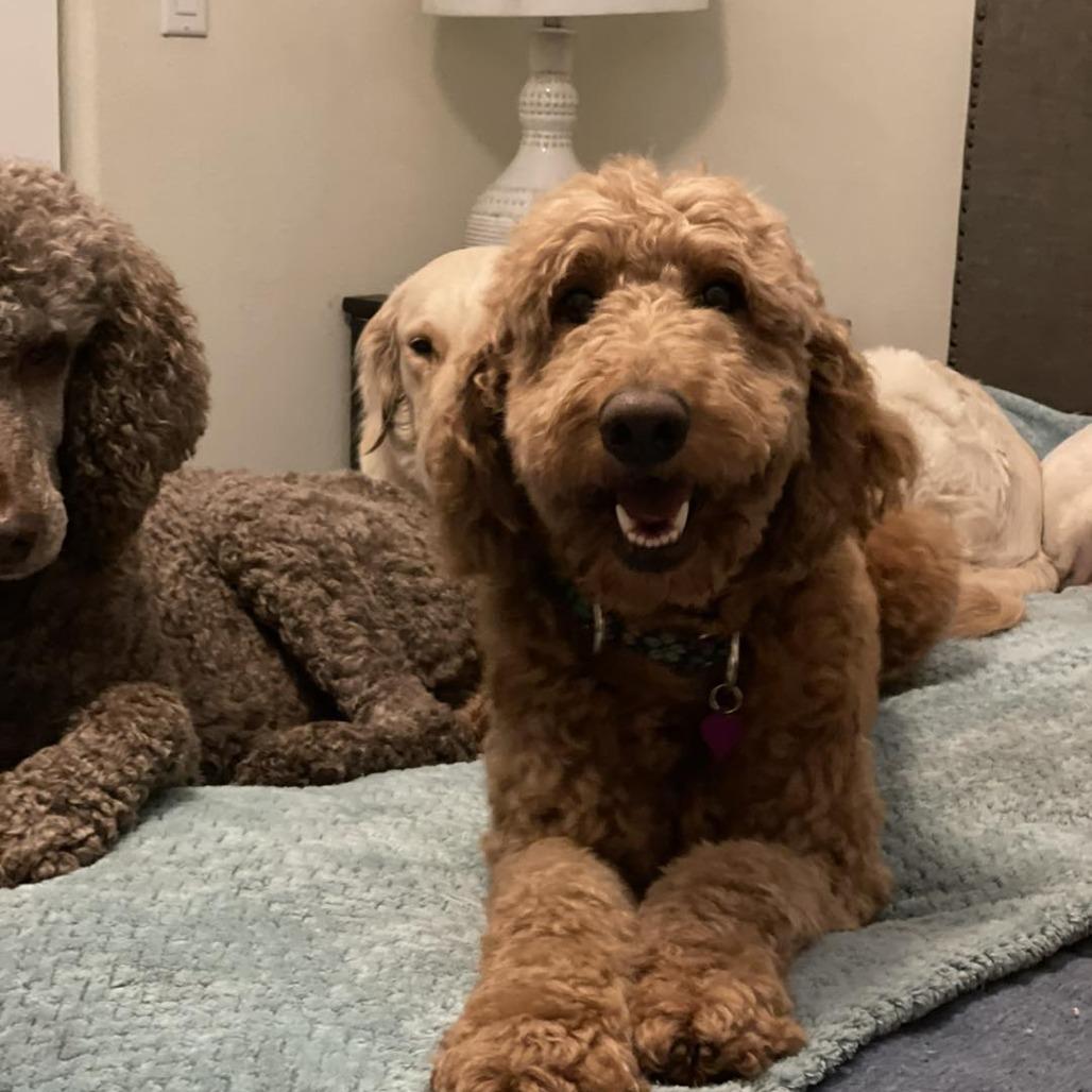 Quinn, a Adoptable mixed breed in Sarasota, FL image 4/6