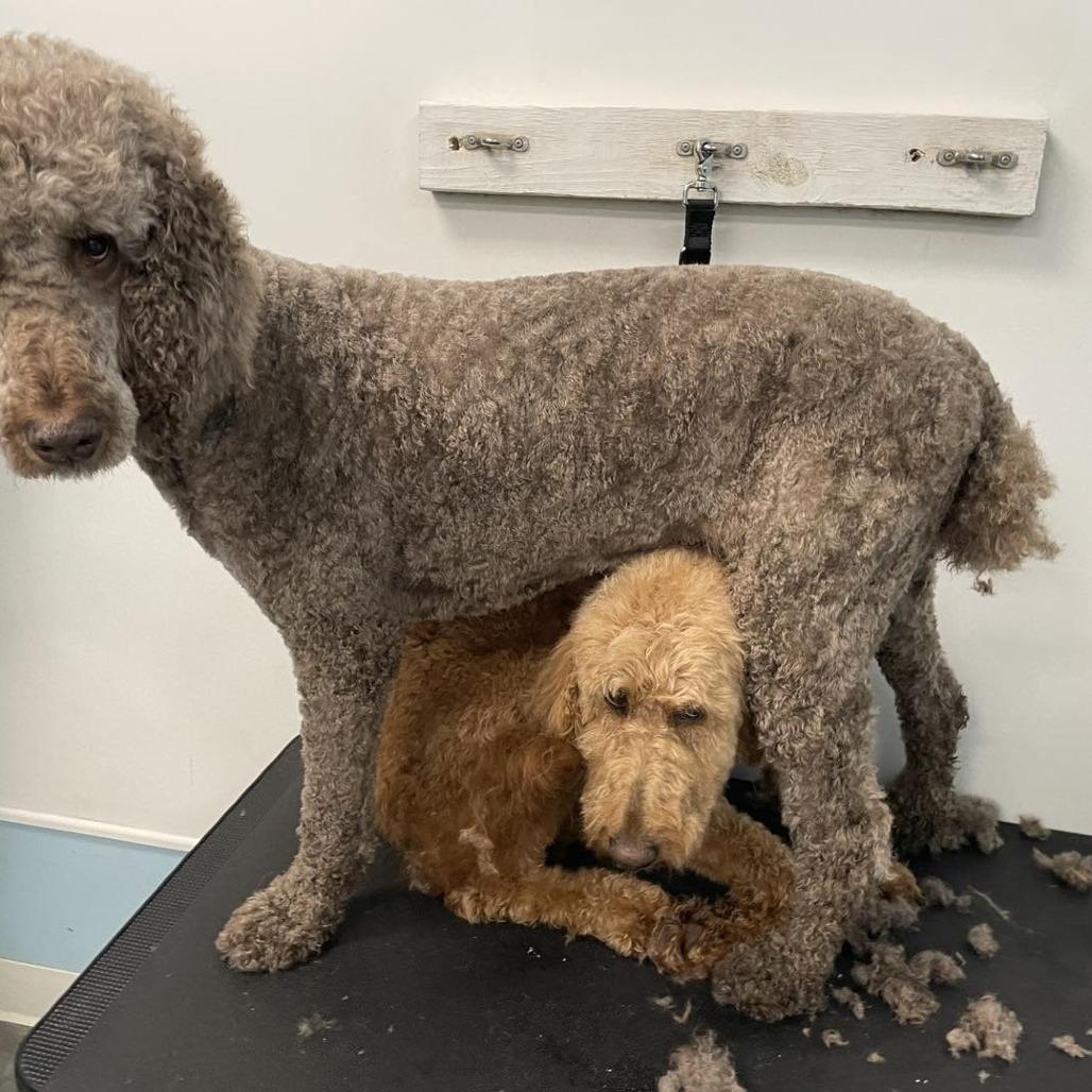 Quinn, a Adoptable mixed breed in Sarasota, FL image 5/6