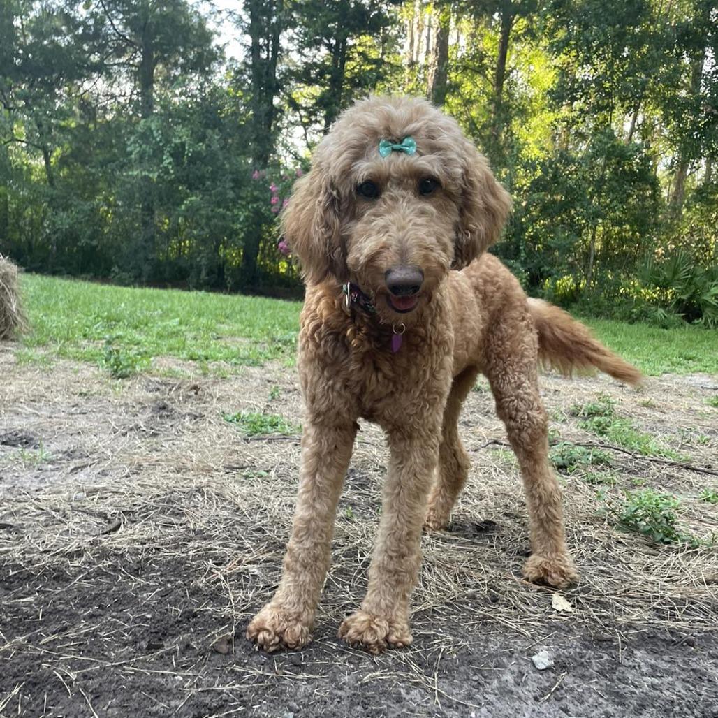 Quinn, a Adoptable mixed breed in Sarasota, FL image 6/6