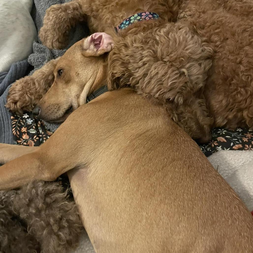 Enlarge Quinn, a Adoptable mixed breed in Sarasota, FL image 6/6