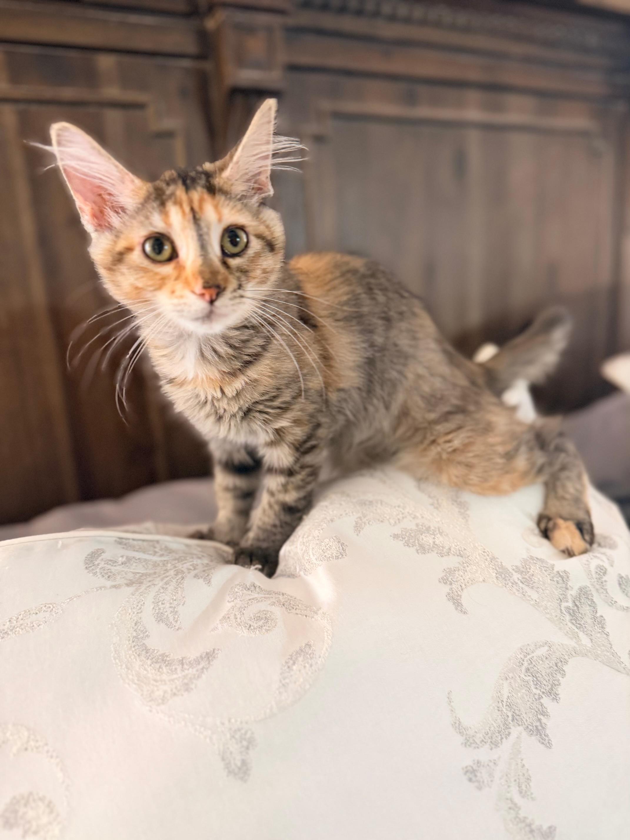 Enlarge Peaches, a Adoptable mixed breed in Kirkland , WA image 4/6