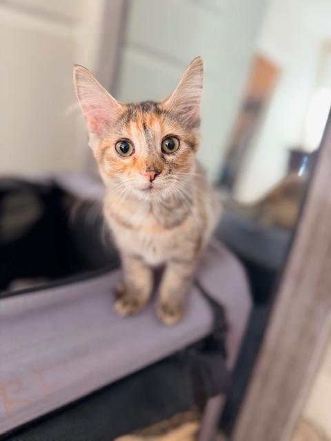 Enlarge Peaches, a Adoptable mixed breed in Kirkland , WA image 5/6