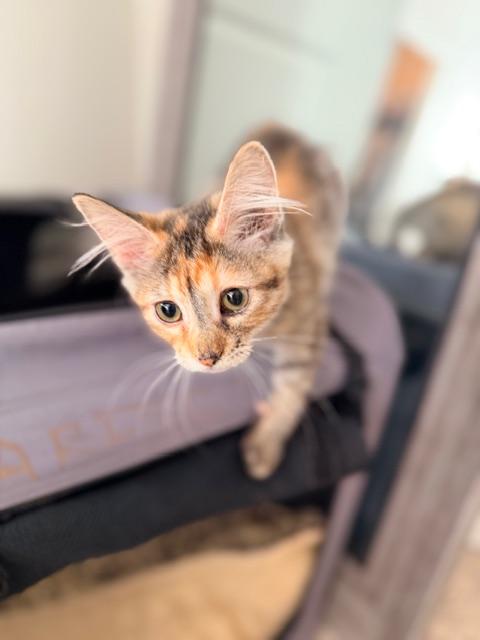 Enlarge Peaches, a Adoptable mixed breed in Kirkland , WA image 6/6