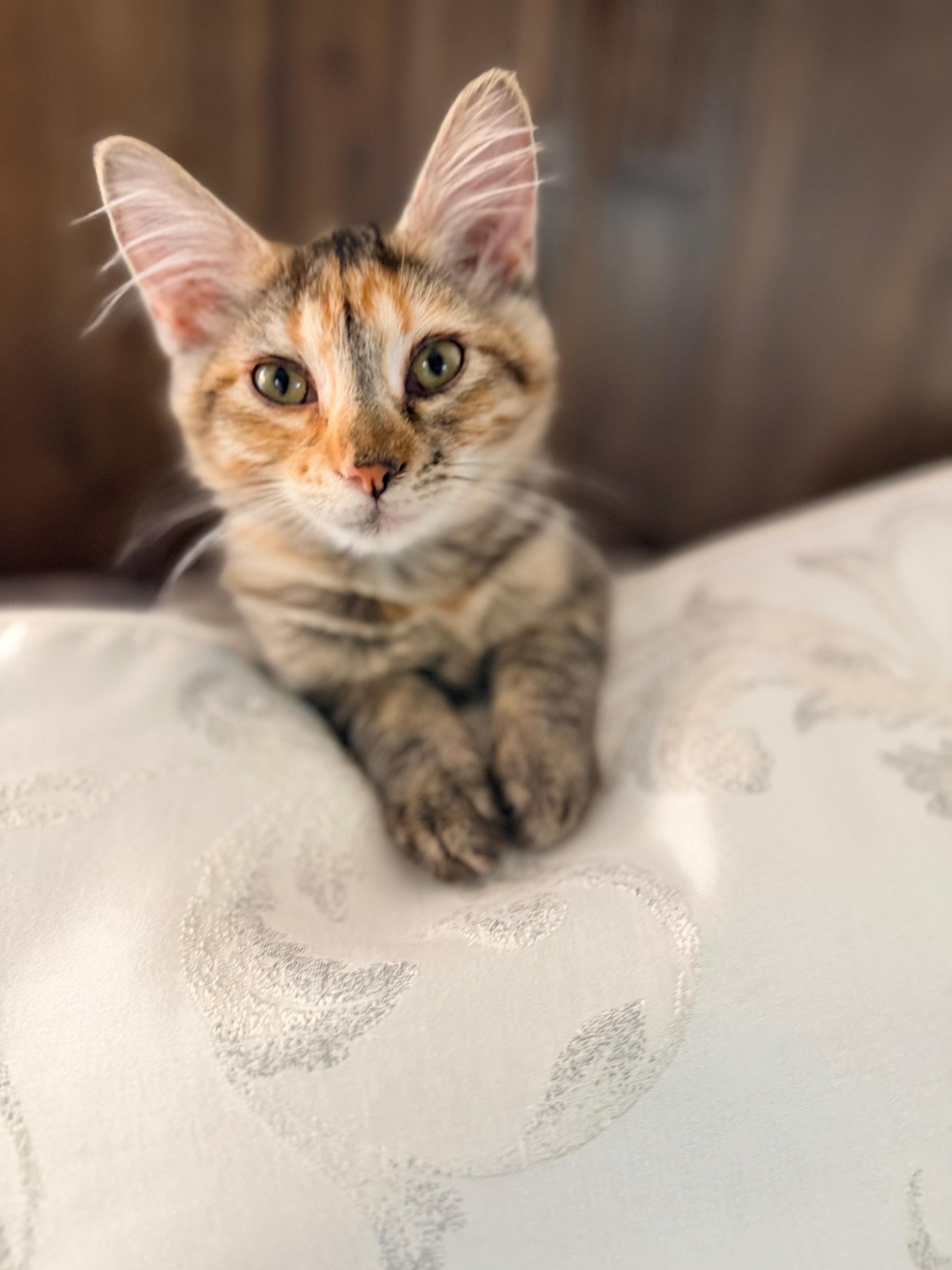 Enlarge Peaches, a Adoptable mixed breed in Kirkland , WA image 2/6