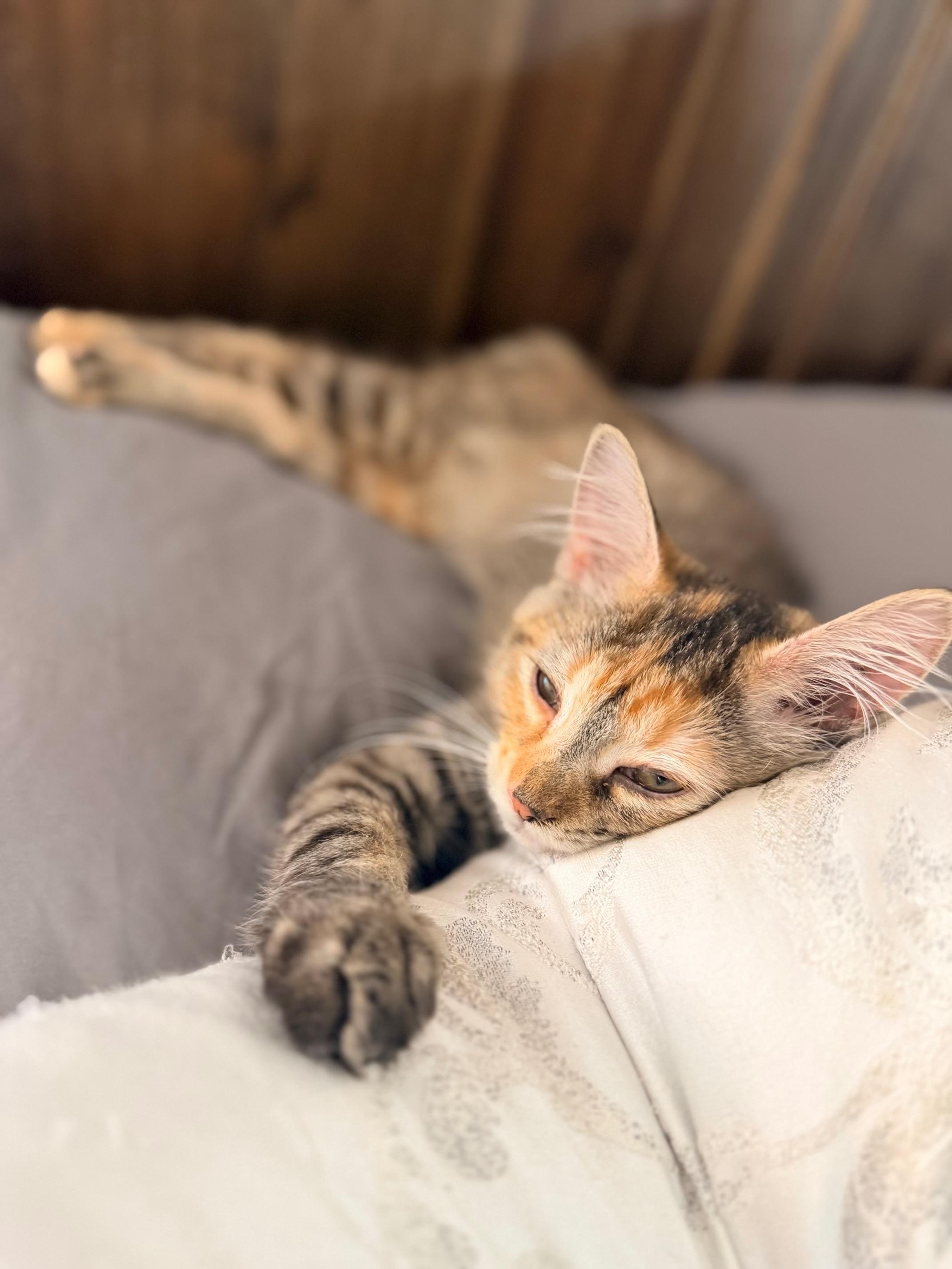 Enlarge Peaches, a Adoptable mixed breed in Kirkland , WA image 3/6