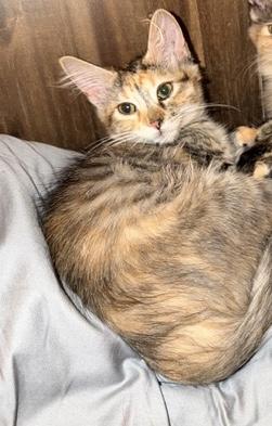 Peaches, Adoptable, Kitten Female Domestic Short Hair.