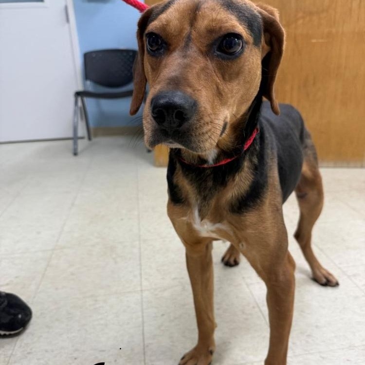 Joey, ADOPTABLE, Adult Male Hound.